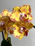 Орхидея Phalaenopsis Limpopo, midi  