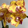 Орхидея Phalaenopsis Limpopo, midi  