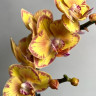 Орхидея Phalaenopsis Limpopo, midi  