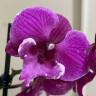 Орхидея Phalaenopsis Black Bear, Big Lip (отцвел)