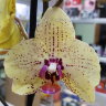 Орхидея Phalaenopsis Girona (отцвёл)