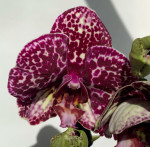 Орхидея Phalaenopsis Wild Cat, peloric 