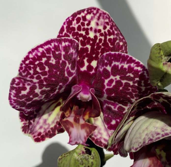 Орхидея Phalaenopsis Wild Cat, peloric 