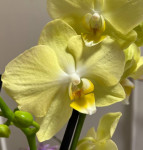 Орхидея Phalaenopsis Mirage 