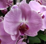 Орхидея Phalaenopsis Sacramento (отцвел)