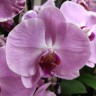 Орхидея Phalaenopsis Sacramento 