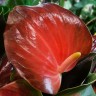 Anthurium Rainbow Champion (деленка без цветов)