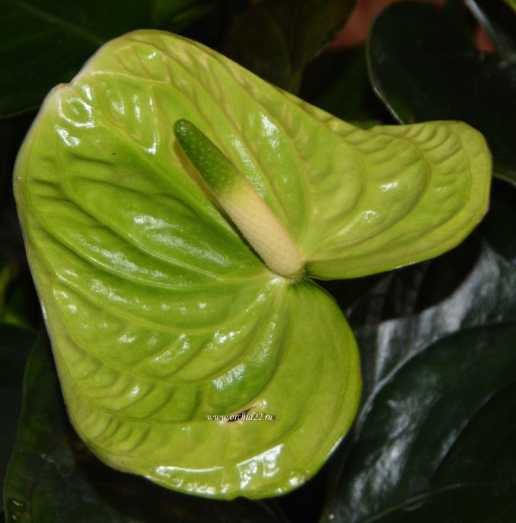Anthurium Green Queen