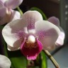 Орхидея Phalaenopsis, multiflora       
