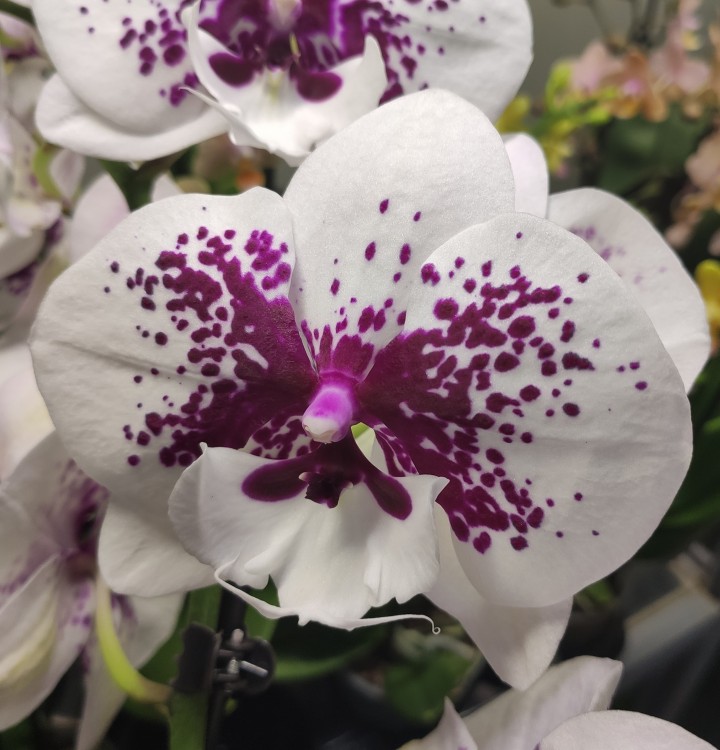 Орхидея Phalaenopsis Dazzling Kiss, Big Lip (отцвел)