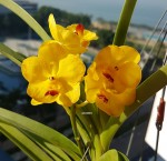 Орхидея Vanda (отцвела) 