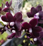 Орхидея Phalaenopsis I-Hsin Black Soot, mini (отцвел)