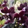 Орхидея Phalaenopsis I-Hsin Black Soot, mini (отцвел)