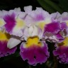 Орхидея Cattleya Prism Palette 'Mischief' (отцвела)    