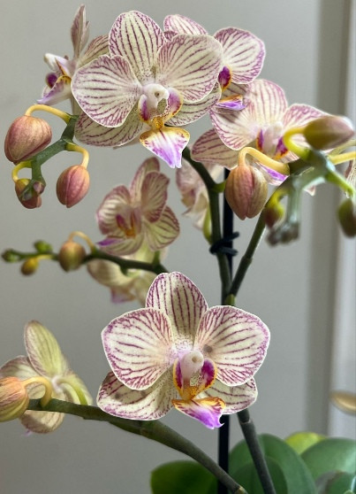 Орхидея Phalaenopsis multiflora (отцвёл)
