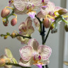 Орхидея Phalaenopsis multiflora (отцвёл)
