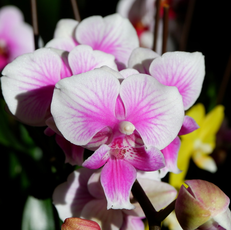 Орхидея Phalaenopsis Big Lip, multiflora (отцвел)