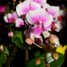 Орхидея Phalaenopsis Big Lip, multiflora (отцвел)