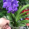 Орхидея Ascocenda Princess Mikasa Blue (отцвела)