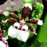 Орхидея Colmanara  (отцвела)