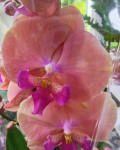 Орхидея Phalaenopsis Menton, Big Lip 