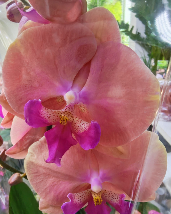 Орхидея Phalaenopsis Menton, Big Lip 