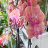 Орхидея Phalaenopsis Menton, Big Lip 