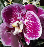 Орхидея Phalaenopsis Compilation (отцвел, РЕАНИМАШКА) 