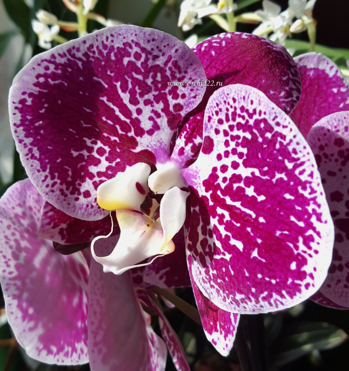 Орхидея Phalaenopsis Compilation (отцвел, РЕАНИМАШКА) 