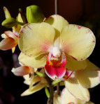 Орхидея Phalaenopsis Malibu, multiflora (отцвел)