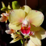 Орхидея Phalaenopsis Malibu, multiflora (отцвел)