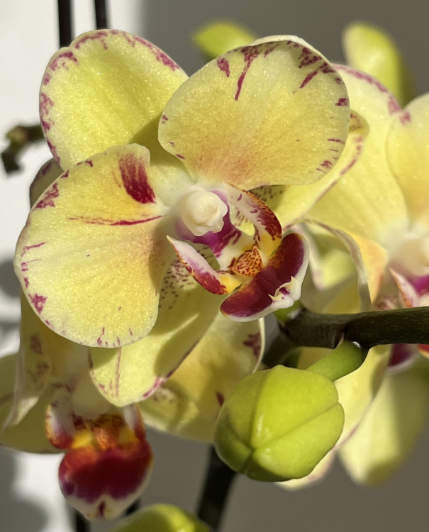 Орхидея Phalaenopsis Malibu, multiflora (отцвел)