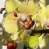 Орхидея Phalaenopsis Malibu, multiflora (отцвел)
