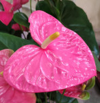 Anthurium  Colorado (отцвёл)