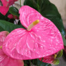 Anthurium  Colorado (отцвёл)