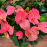 Anthurium  Colorado (отцвёл)