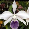 Орхидея Laeliocattleya Tahoe Rose fma. coerulea (еще не цвела)