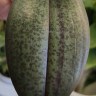 Орхидея Phal. Perfume Carola, multiflora (отцвел)  