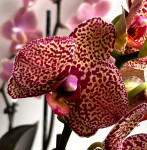 Орхидея Phalaenopsis Yellow Leopard (отцвел)