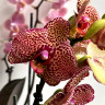 Орхидея Phalaenopsis Yellow Leopard (отцвел)