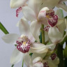 Орхидея Cymbidium (отцвел)