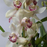 Орхидея Cymbidium (отцвел)