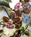 Орхидея Colmanara Tropic Jungle (отцвела)