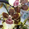 Орхидея Colmanara Tropic Jungle (отцвела)