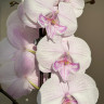 Орхидея Phalaenopsis Manta Ambon Big Lip 