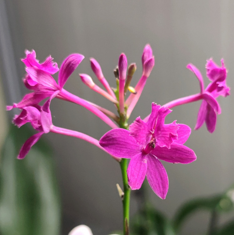 Орхидея Epidendrum Radicans Dark Purple (отцвел, деленка)