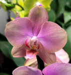 Орхидея Phalaenopsis Baby Dynamite (отцвел)
