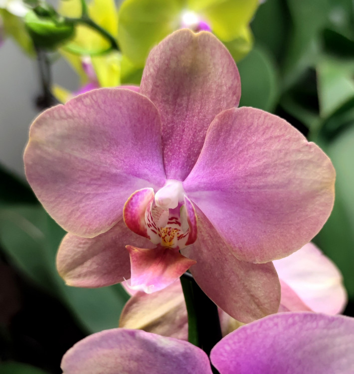 Орхидея Phalaenopsis Baby Dynamite (отцвел)