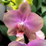 Орхидея Phalaenopsis Baby Dynamite (отцвел)