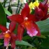 Орхидея Cambria 